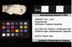 Foto (Objket + Etiketten) von Decapoda indet. 